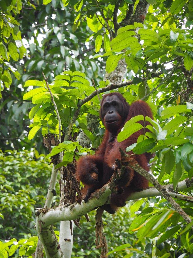 Semenggoh Orangutan © Burgmans-Gyles