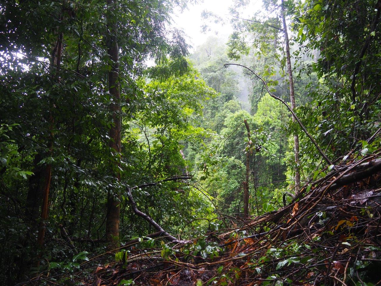 Gunung Gading © Burgmans-Gyles