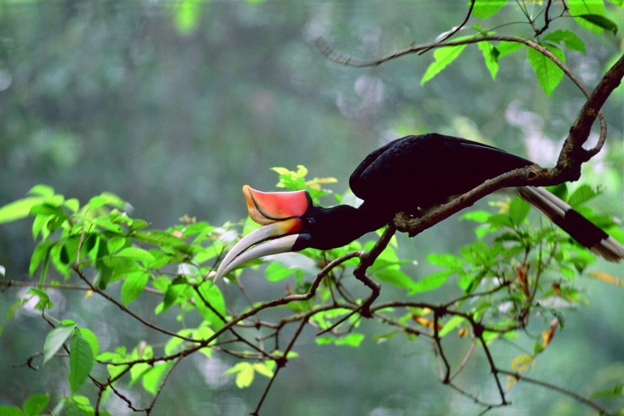 © Sarawak Tourism Board