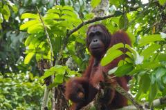 Semenggoh Orangutan © Burgmans-Gyles
