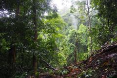Gunung Gading © Burgmans-Gyles
