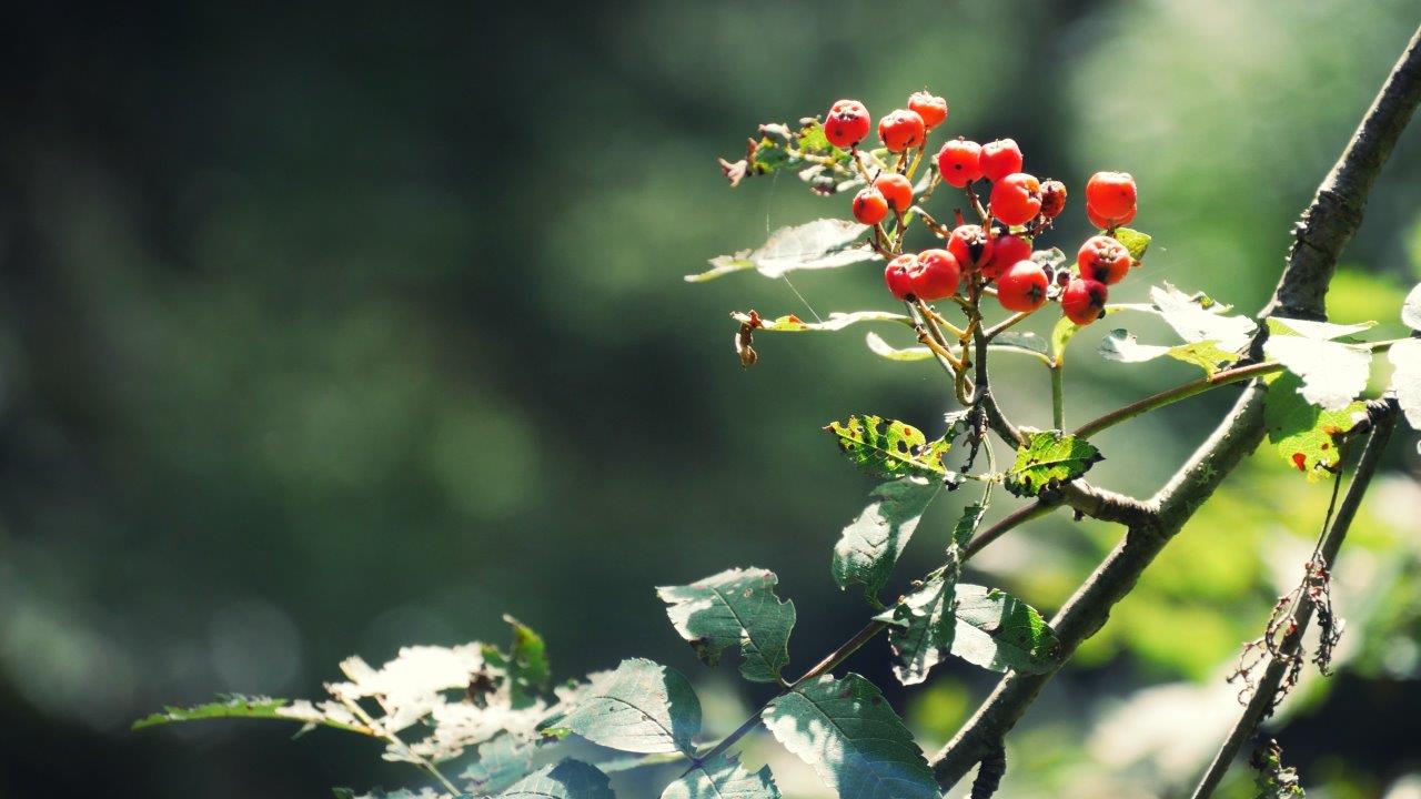 in het bos