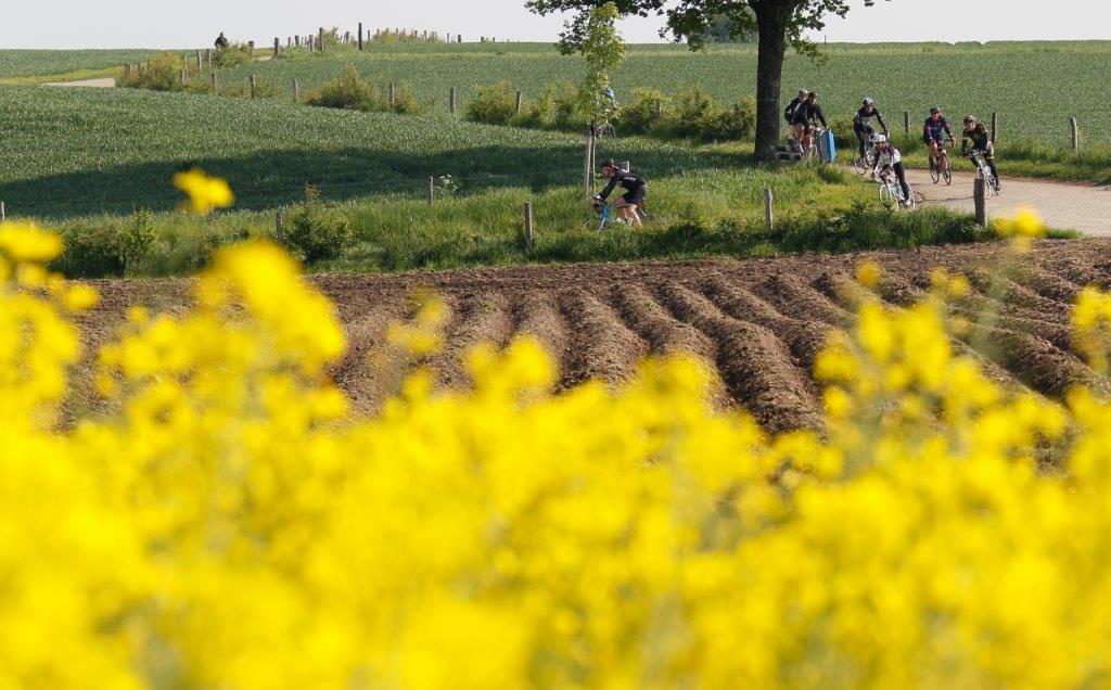 Gele-zee-van-bloemen