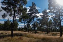 Curonian Spit