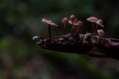 Oerbos in Litouwen