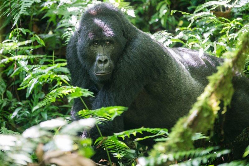 Gorilla-in-Bwindi-NP-Oeganda.