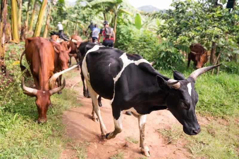 Koeien-geiten-dieren-genoeg-om-je-gezelschap-te-onthouden-onderweg.