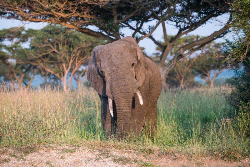 Olifant-in-het-Queen-Elisabeth-NP.