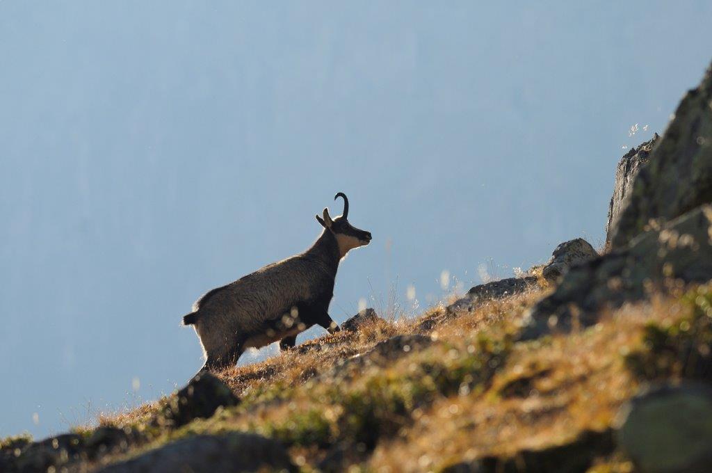 Nationaal-Park-Hohe-Tauern-Gemzen-als-metgezellen
