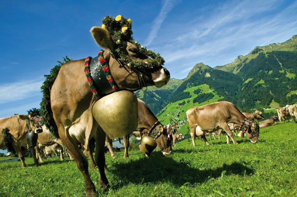 Cows are coming back from the mountains into the valleys (c) Rafaela Proll_Vorarlberg Tourismus
