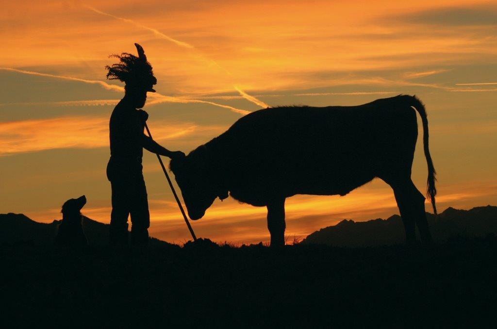 Farmer and cow on the way back from their mountains into the valleys (c) Ludwig Berchtold_Vorarlberg Tourismus