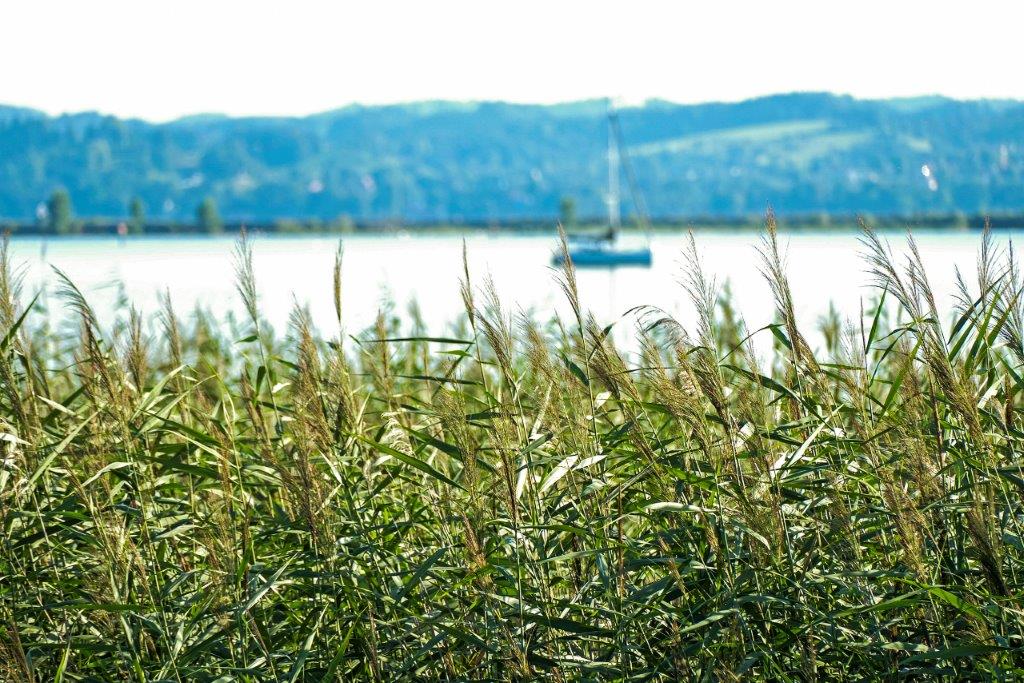 Rheindelta (c) Joachim Negwer-Vorarlberg Tourismus