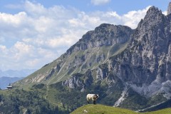 Salzburger-Almenweg-12