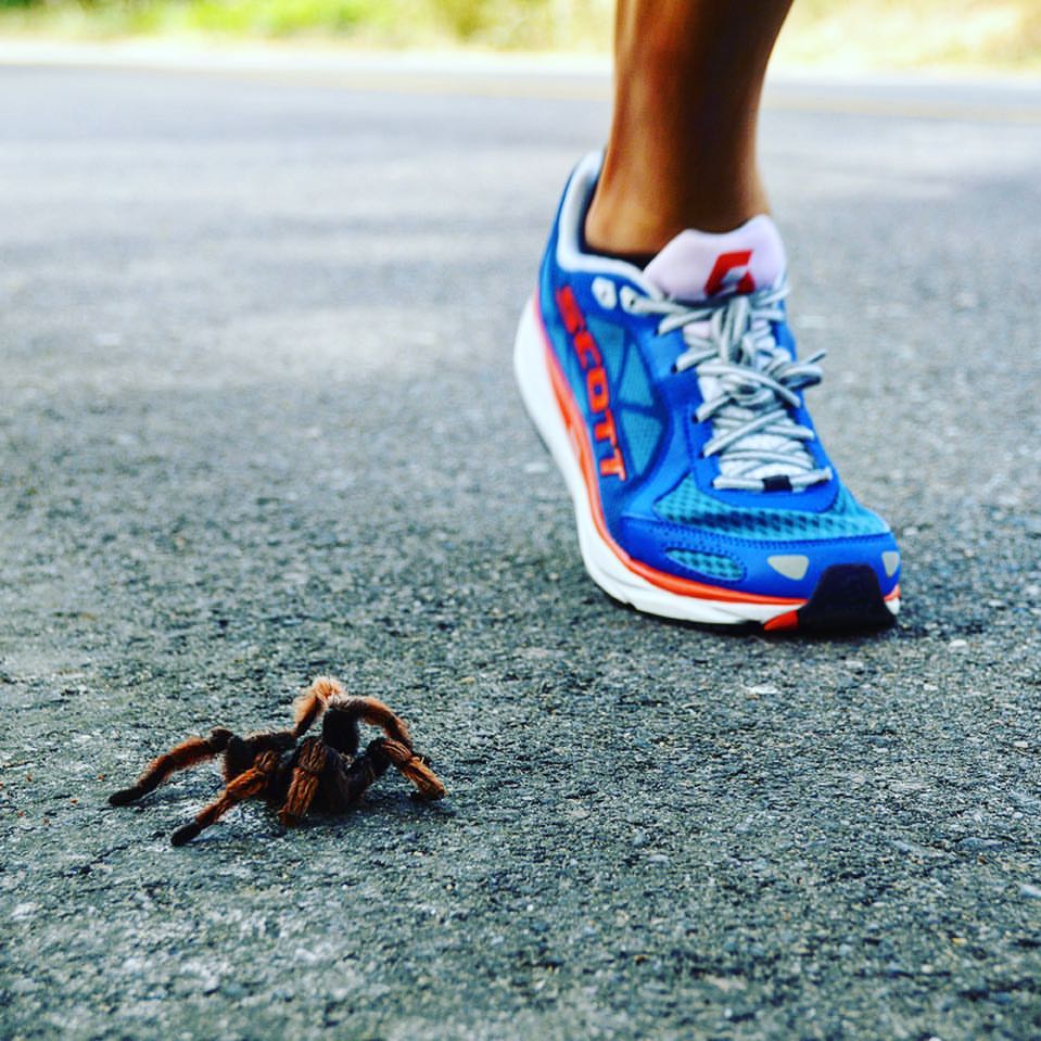 Along-came-a-spider