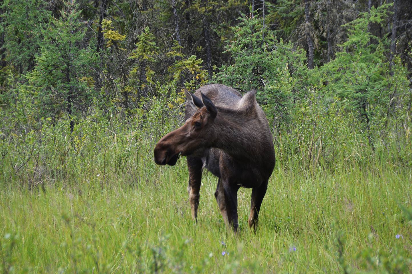 Moose
