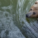 Wandelen (c) www.visitandorra.com – Ontdek de plaatselijke fauna in Andorra