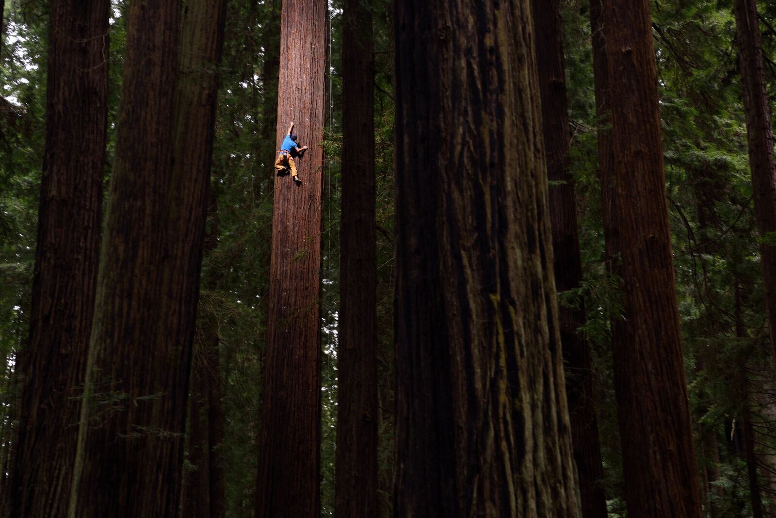 Foto: boomklimmen tot 122 meter