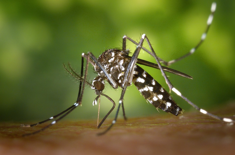 Hoe een muggenplaag voorspellen?