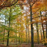 Herfst in Tenneville – © FTLB – P. Willems