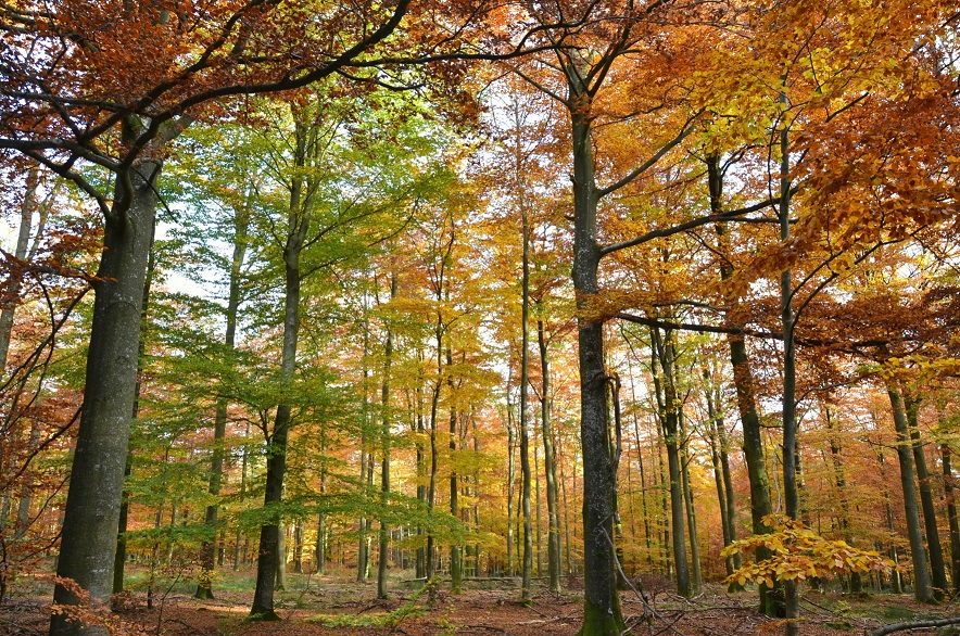 De mooiste herfstfoto's genomen in België