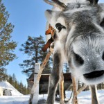 Sneeuwvakantie dichtbij – Rendiersafari Finland