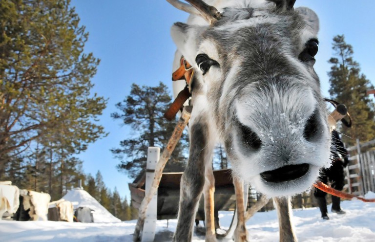 Sneeuwvakantie dichtbij - Rendiersafari Finland
