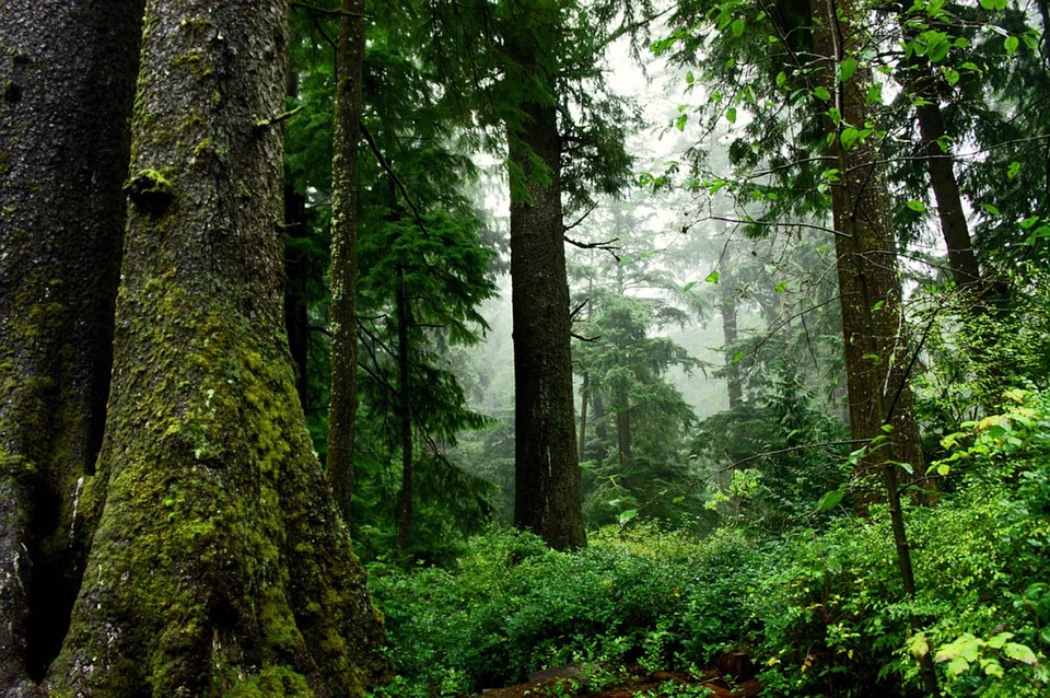 De mooiste bossen van Europa: oerwouden en dierenparadijzen