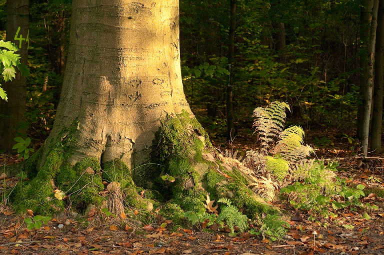 Last boom standing: de staat van het Belgisch bos