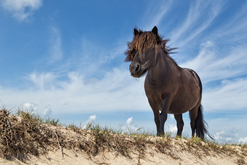 Natuurweetjes: waarom pony’s in de Westhoek te vinden zijn?