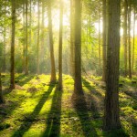 Achtergrondfoto bomen