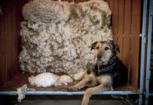 Icebreaker BRAND-2017-WOOLSHED-AND-DOG-CAMILLA-RUTHERFORD