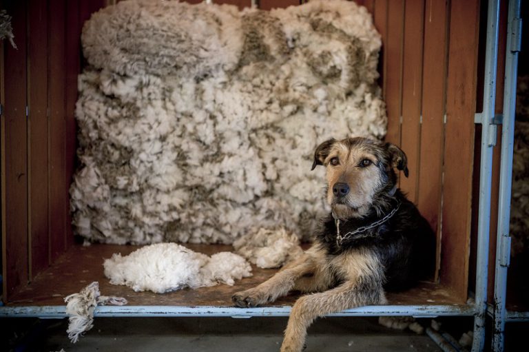 Icebreaker BRAND-2017-WOOLSHED-AND-DOG-CAMILLA-RUTHERFORD