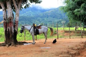 Paardrijden Venezuela