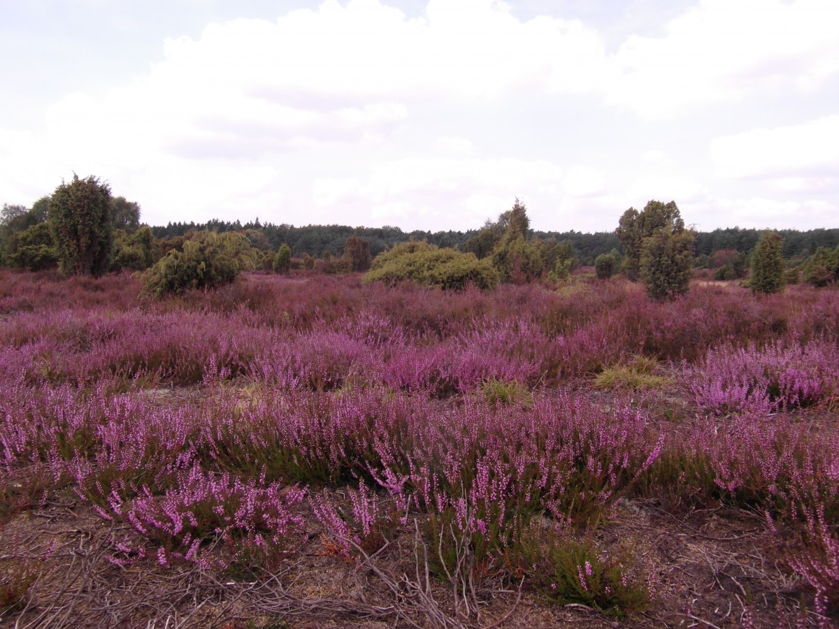 Magisch paars: vijf van de mooiste heidewandelingen