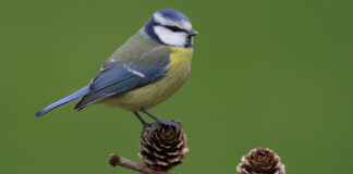 Pimpelmees © Natuurpunt vzw