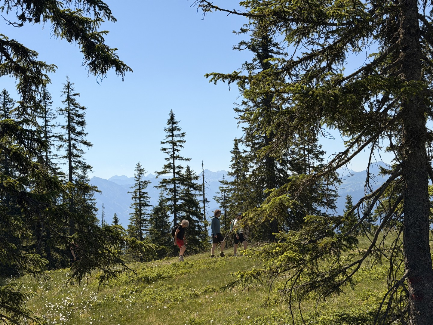 Van alm naar alm over de Salzburger Almenweg rond Filzmoos